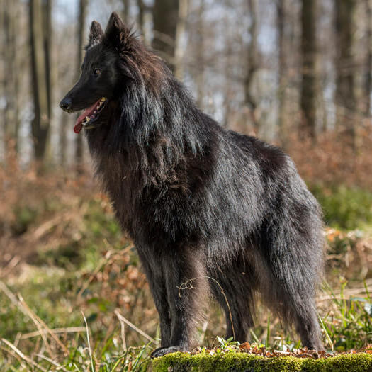 White store belgian sheepdog